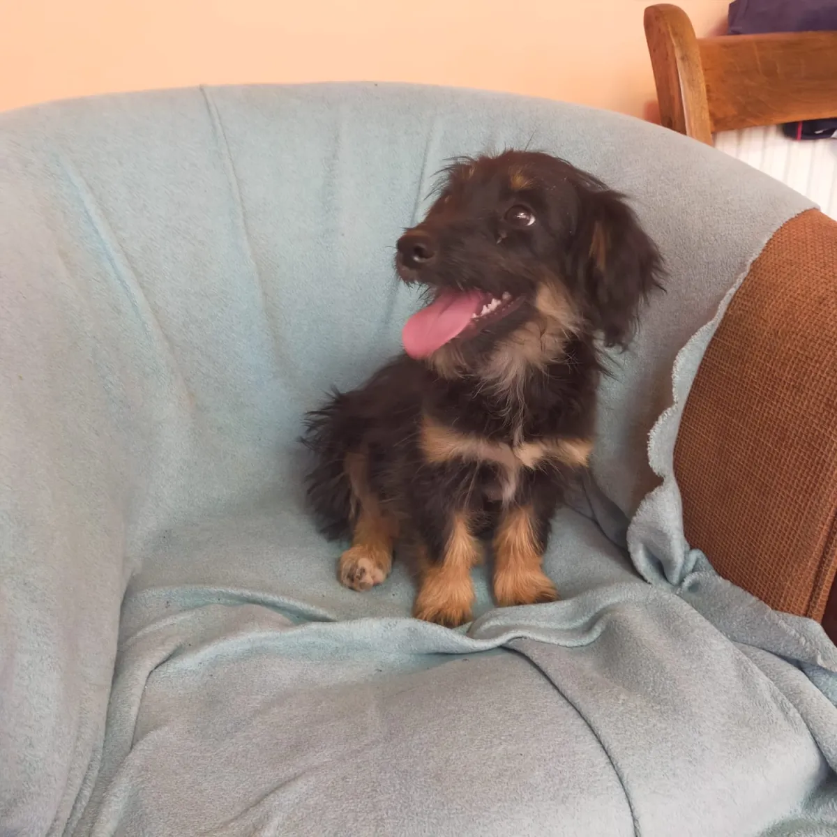 Rebeca - Hund zur Adoption