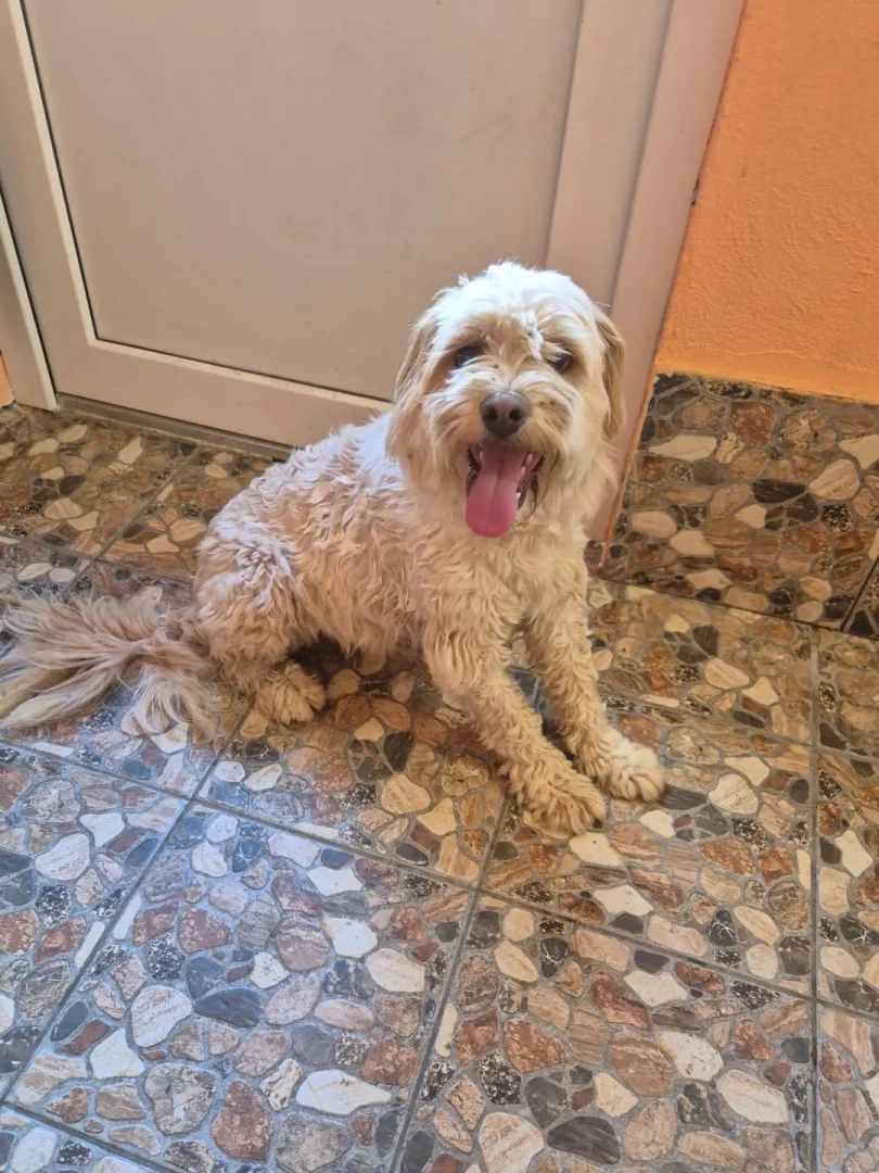 Davina - Hund zur Adoption