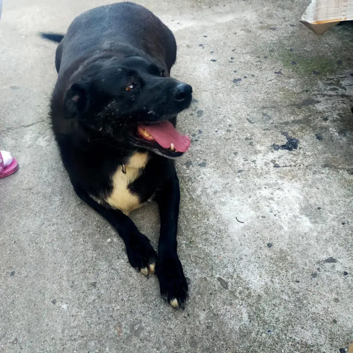 Cora - Hund zur Adoption