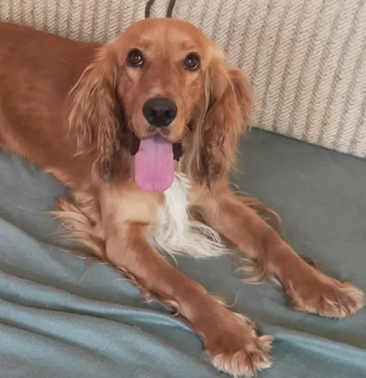 TEDI Foto 1
