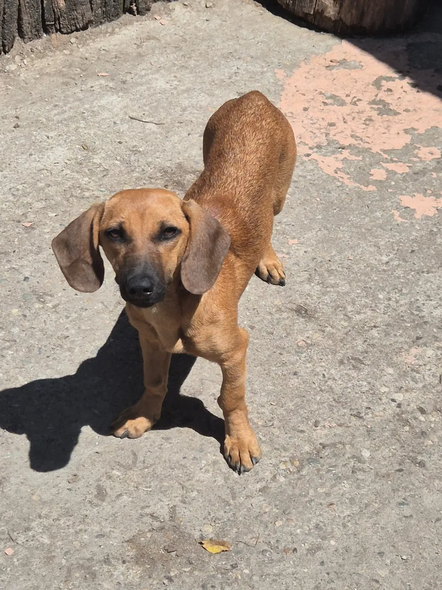 TANIA - Hund zur Adoption