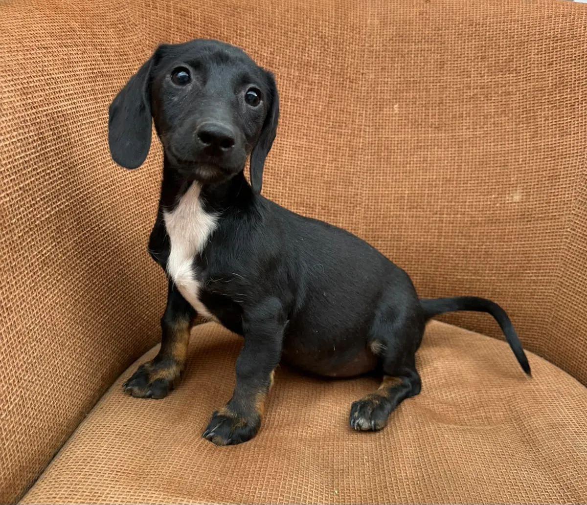 Honey - Hund zur Adoption