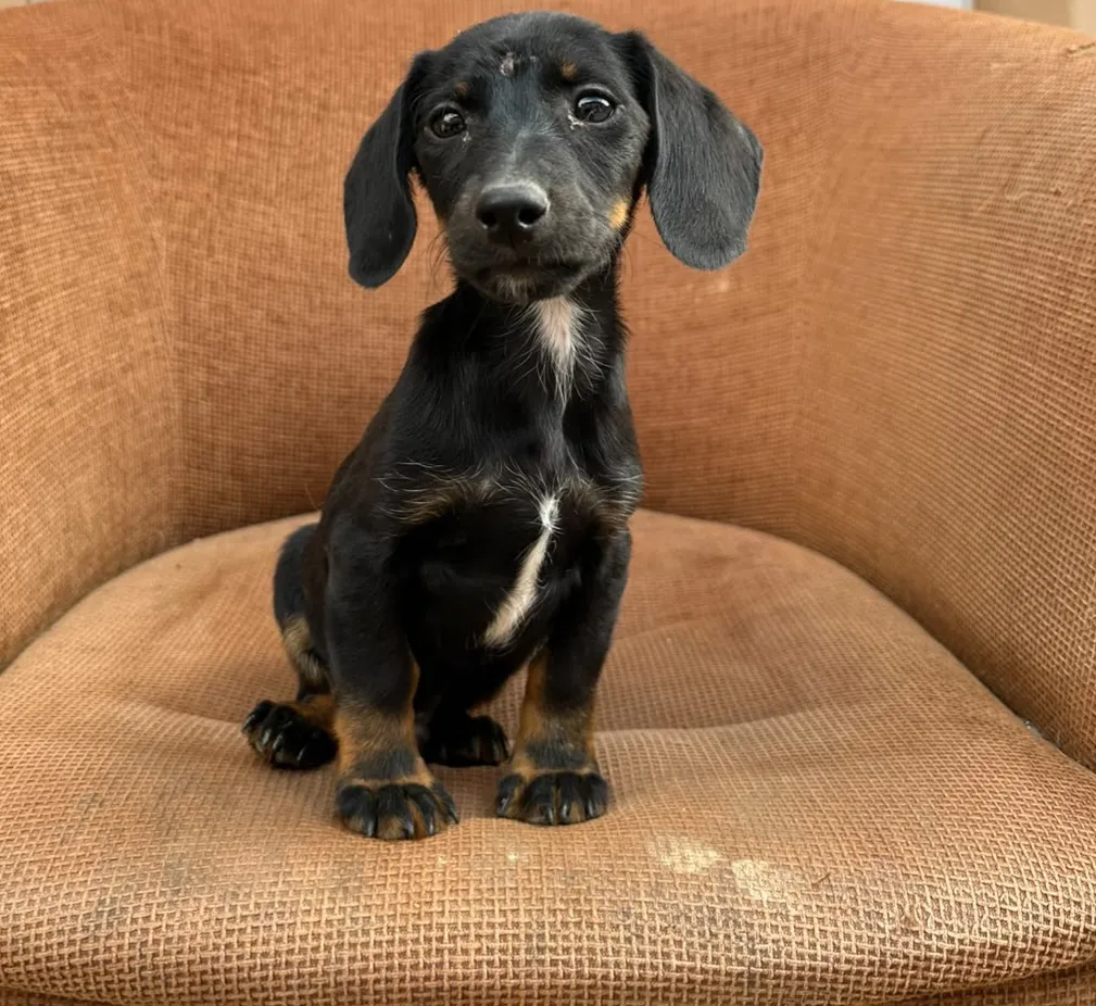 Karlchen - Hund zur Adoption