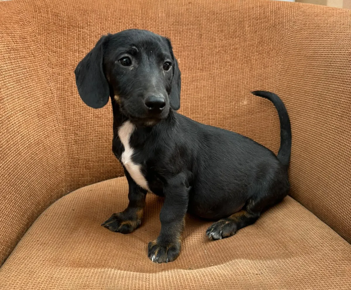 Sweety - Hund zur Adoption