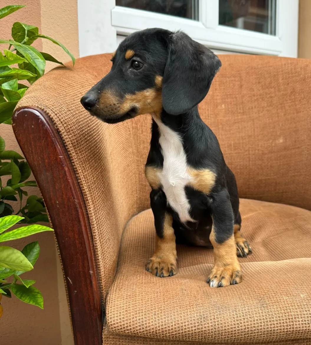 Pauli Foto 5