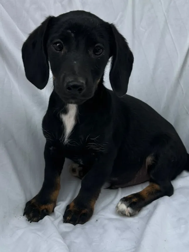 Lakritz - Hund zur Adoption