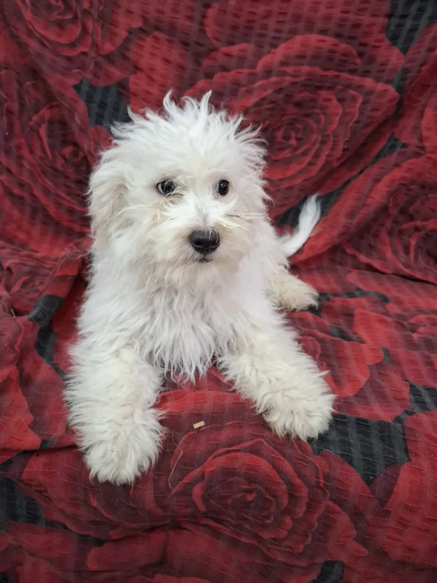 Elmo Foto 1