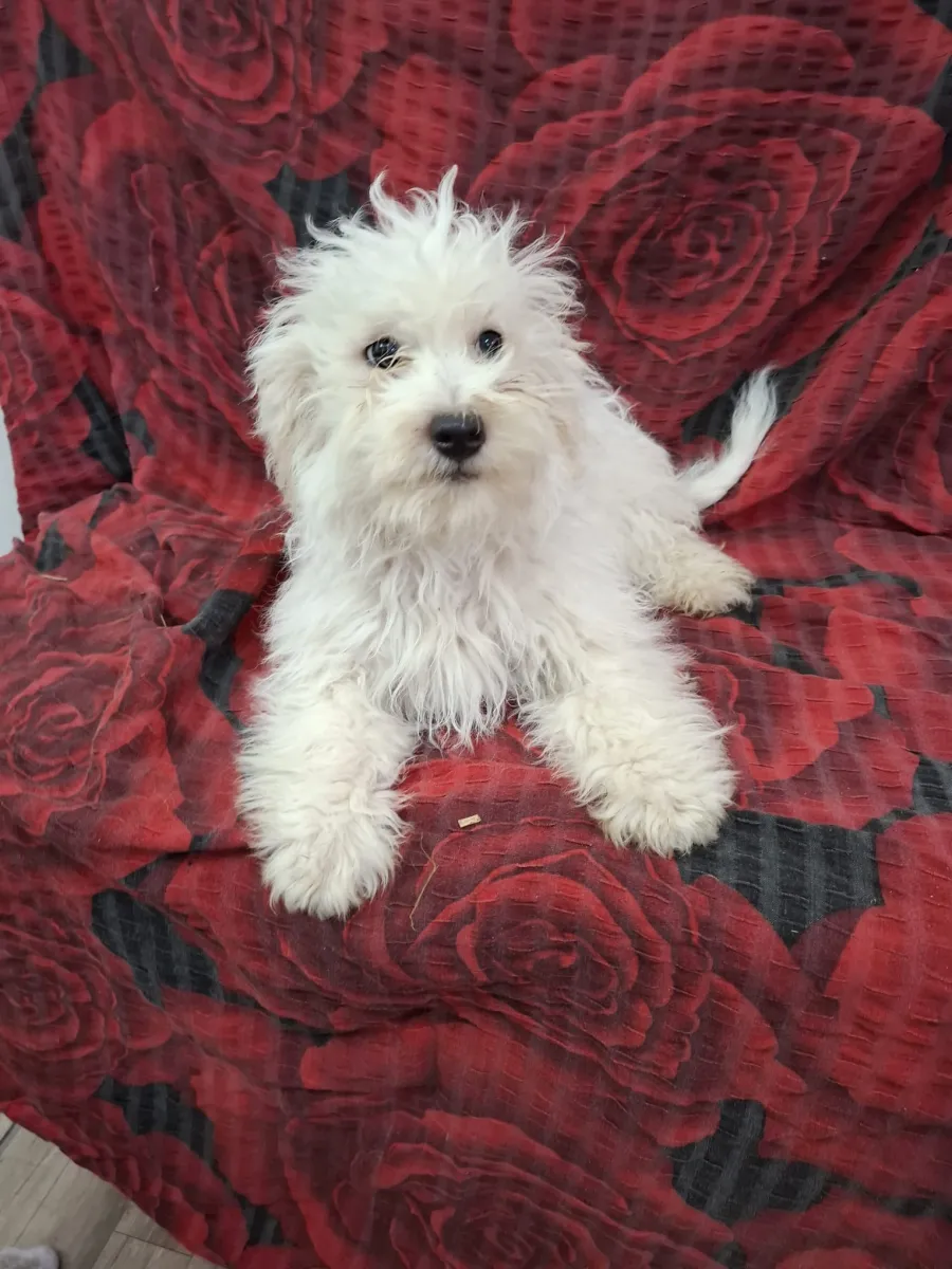 Elmo Foto 2