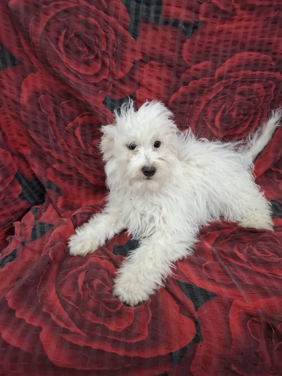 Elmo Foto 3