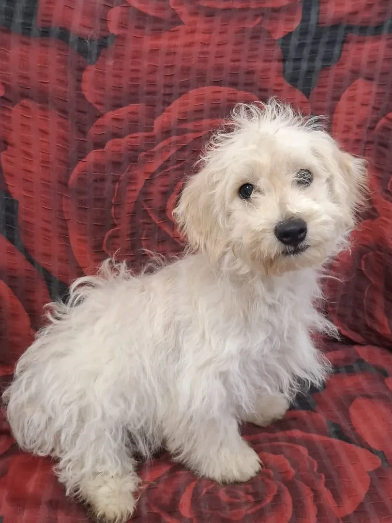 Woody - Hund zur Adoption