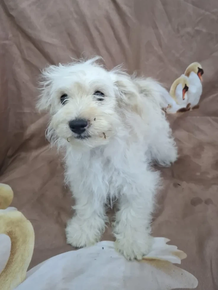 Pepper - Hund zur Adoption
