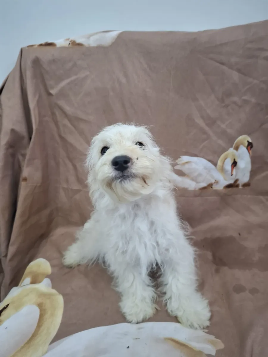 Pepper Foto 3