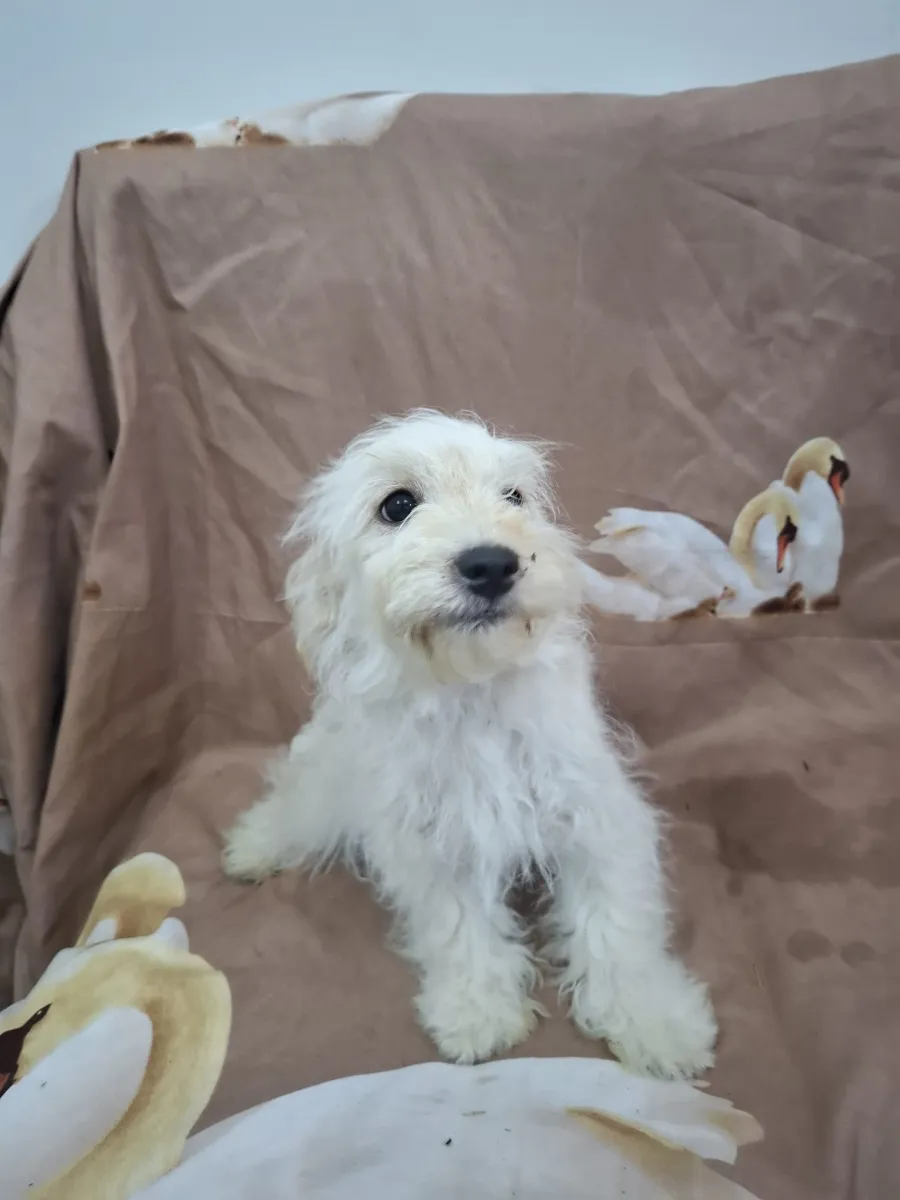 Pepper Foto 4