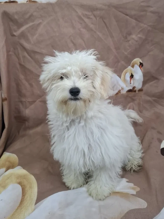 Bijou - Hund zur Adoption