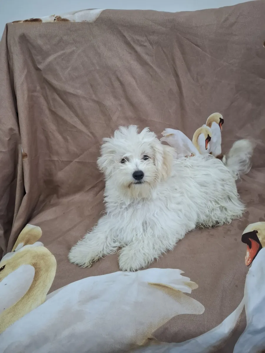 Bijou Foto 2