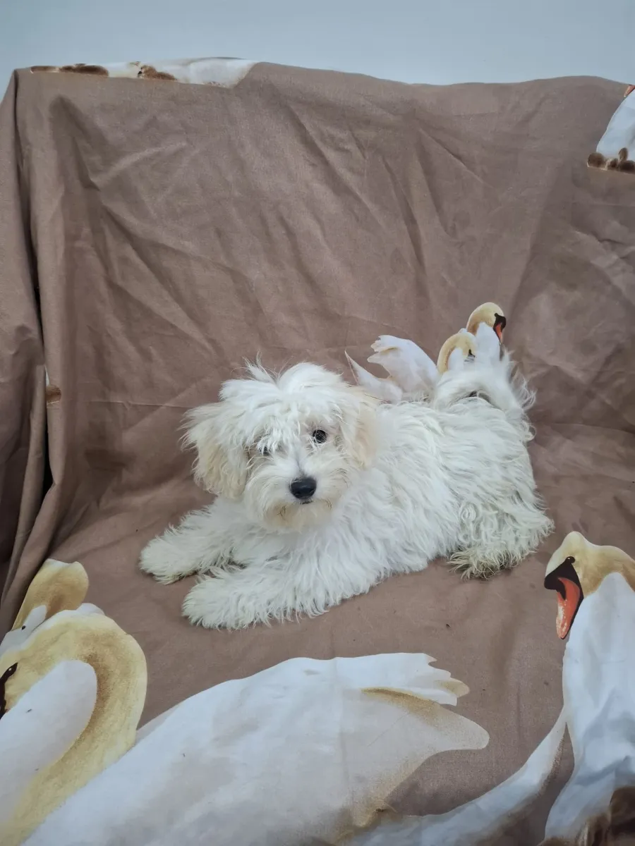 Bijou Foto 3