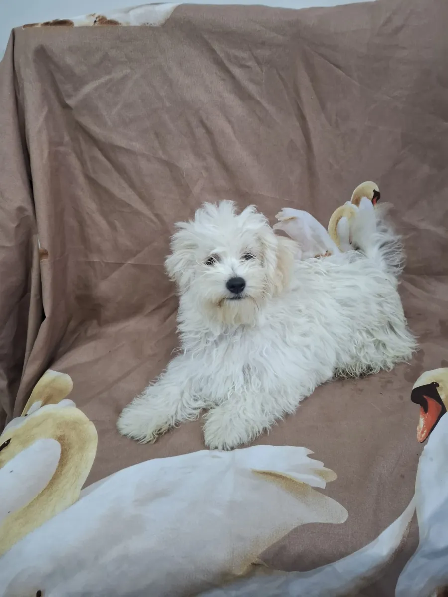 Bijou Foto 4