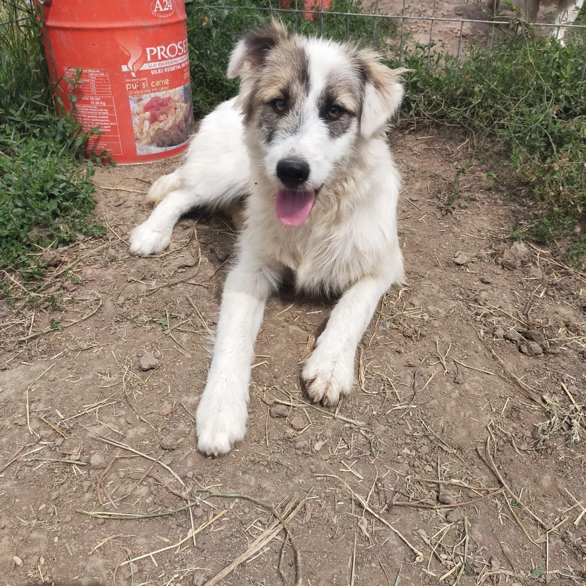 Buddy Foto 1