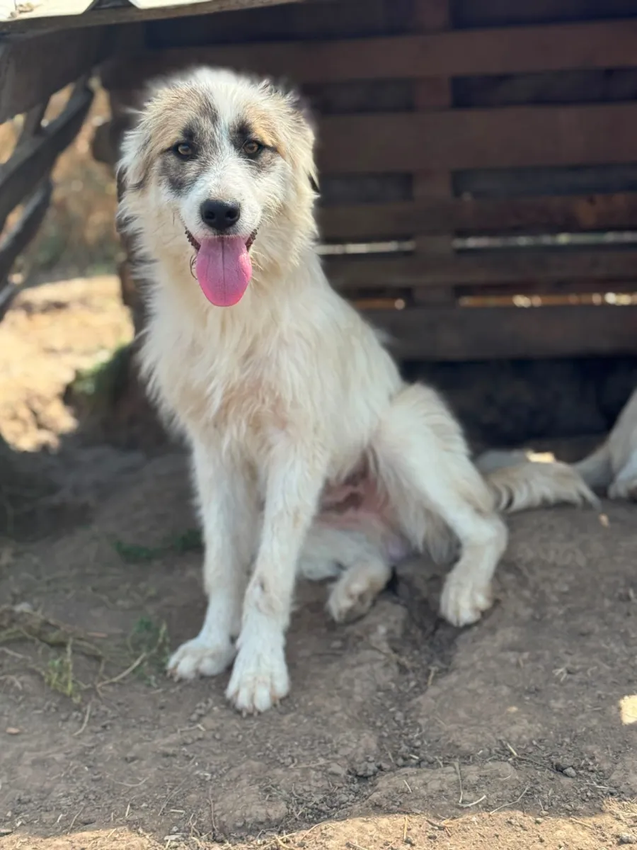 Buddy - Hund zur Adoption