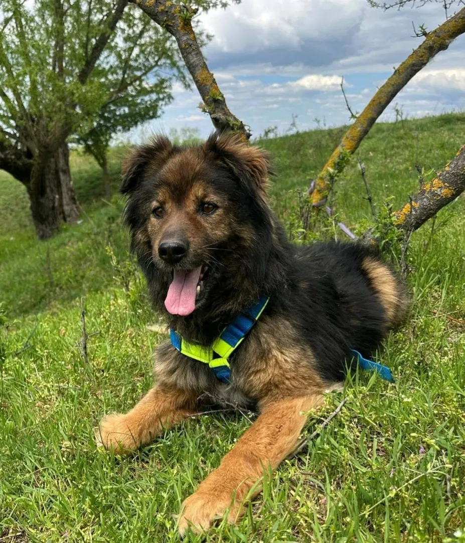 ION - Hund zur Adoption