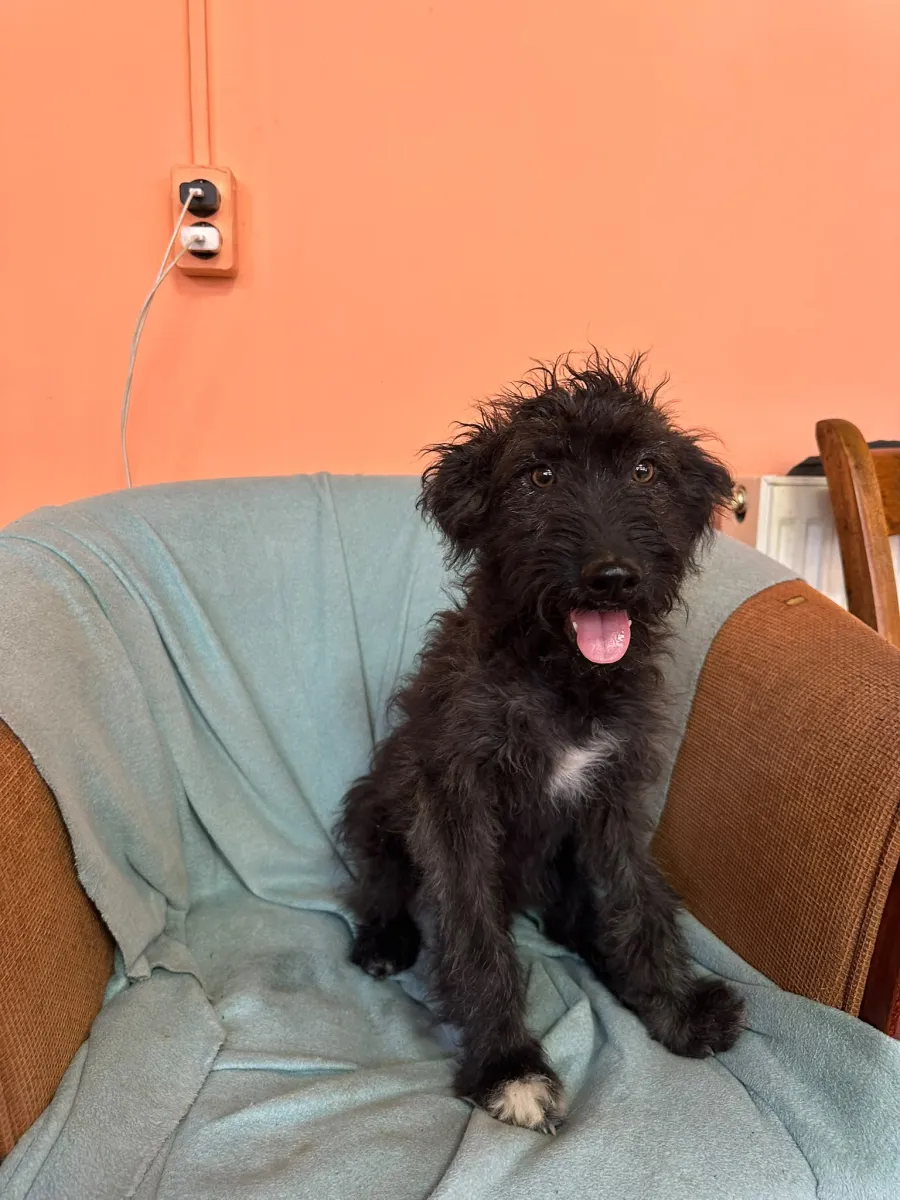 Rambo  - Hund zur Adoption