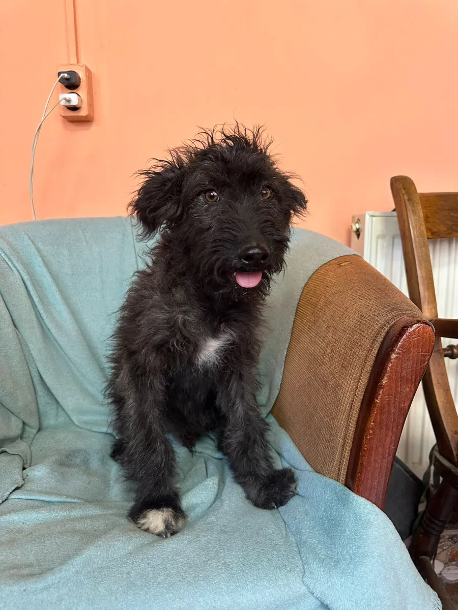 Rambo  Foto 10