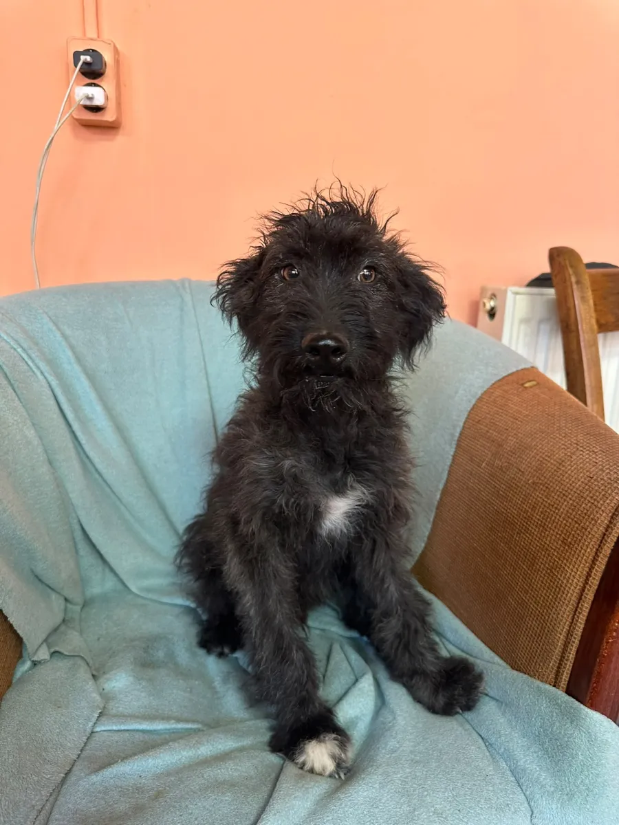 Rambo  Foto 11