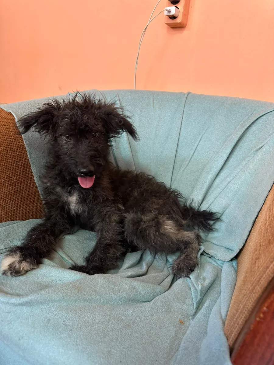 Rambo  Foto 12