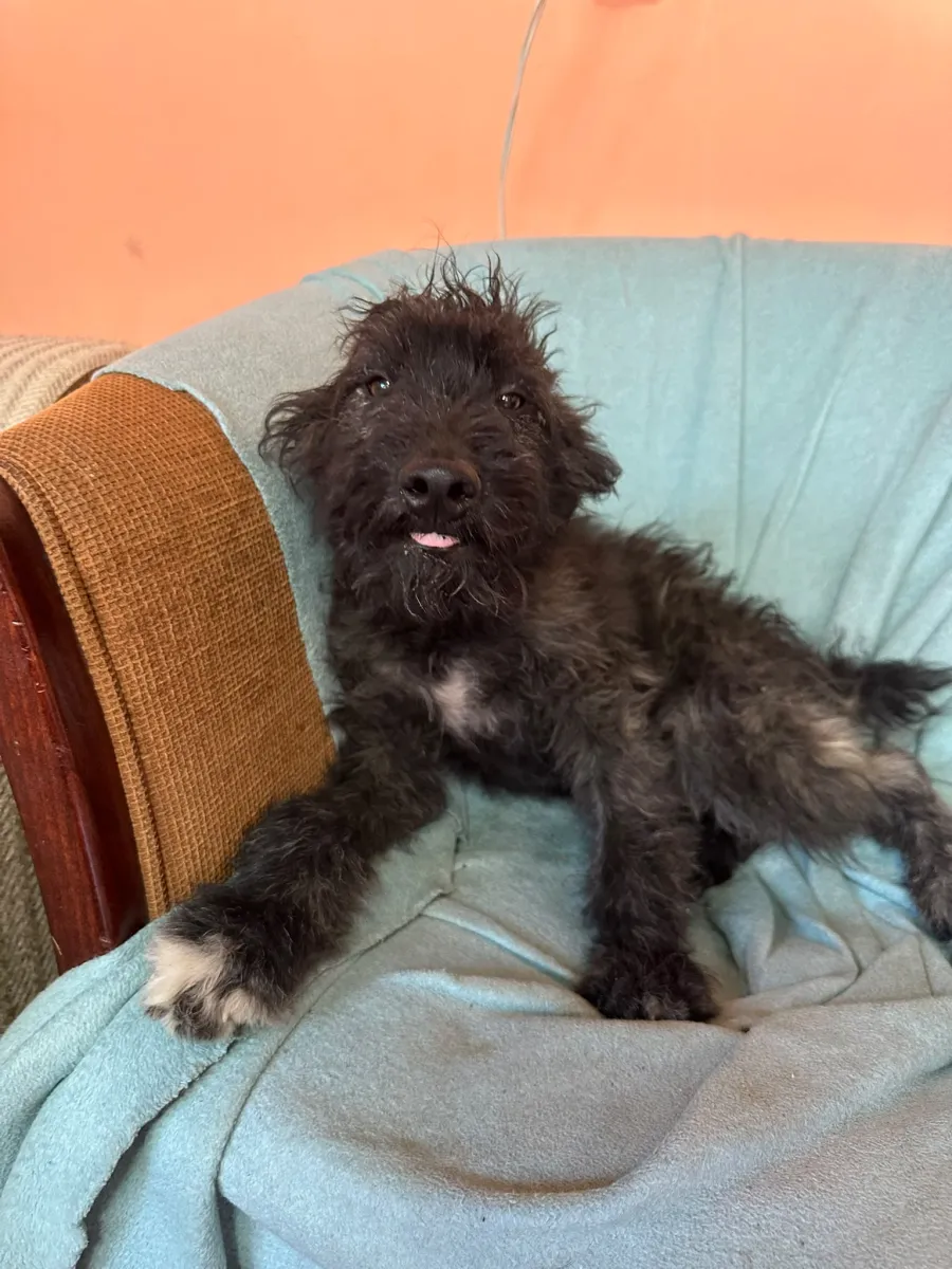 Rambo  Foto 13