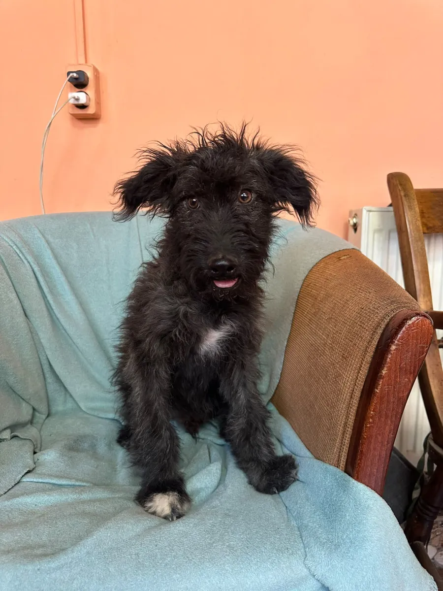 Rambo  Foto 14