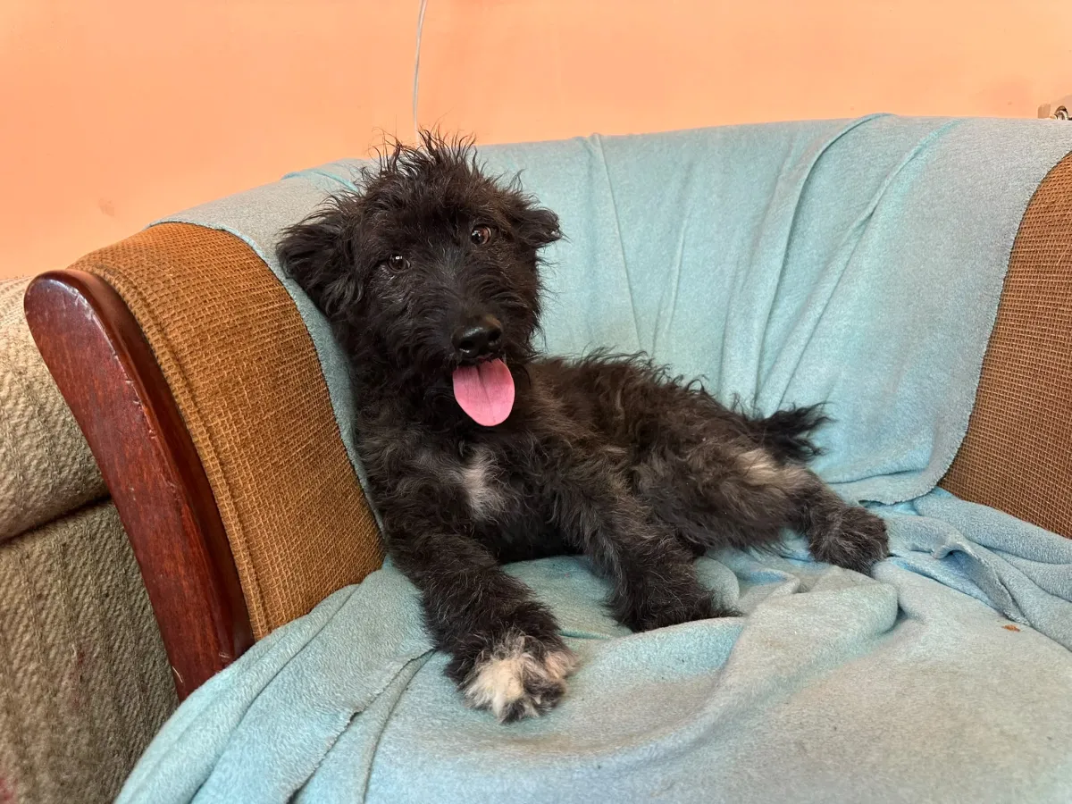 Rambo  Foto 15
