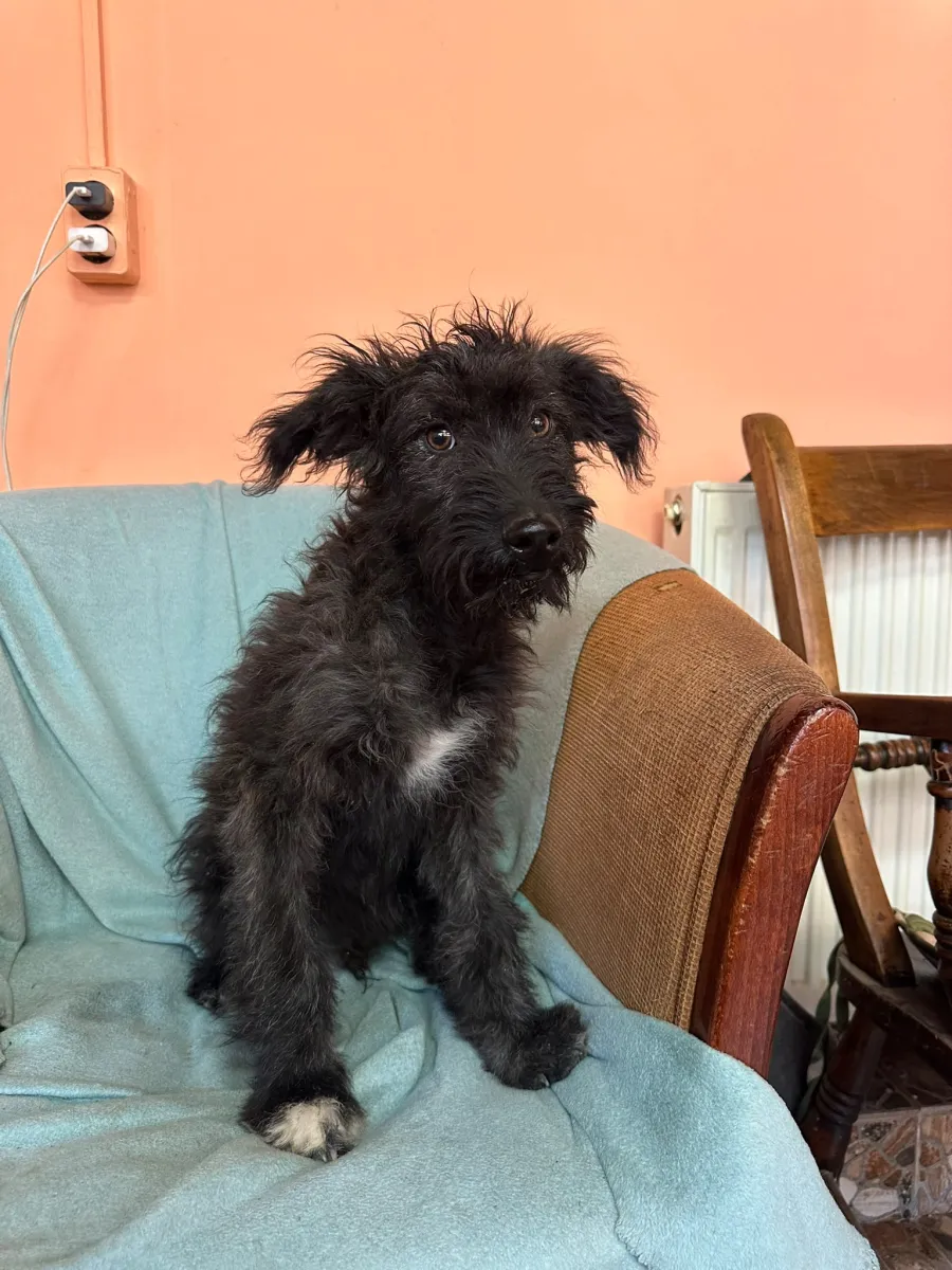 Rambo  Foto 2