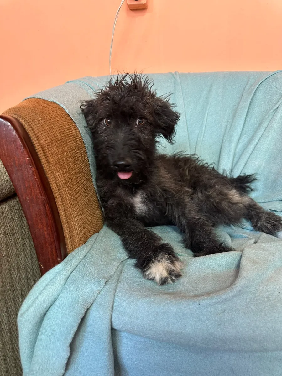 Rambo  Foto 3