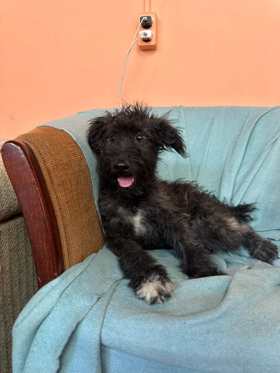 Rambo  Foto 4