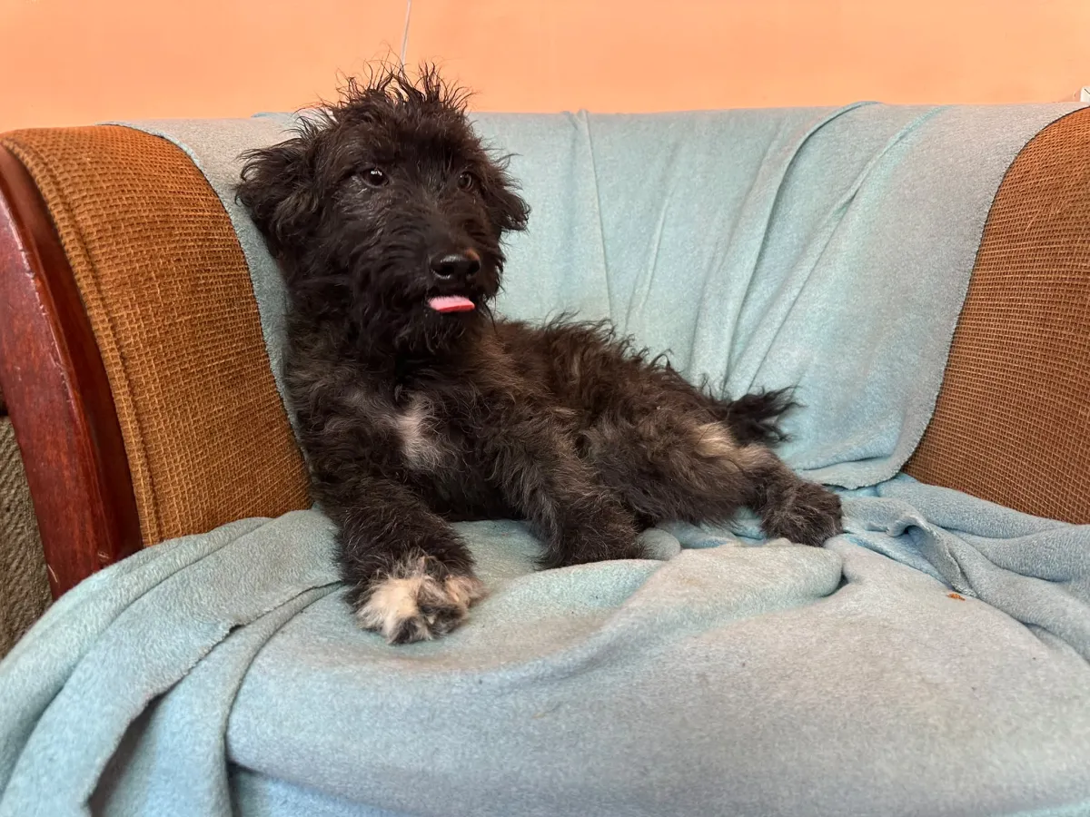 Rambo  Foto 5