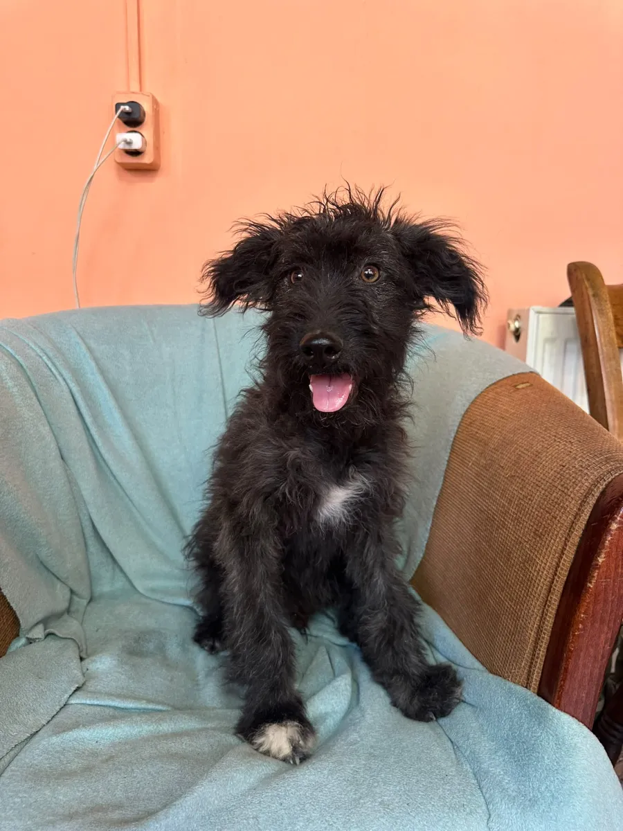 Rambo  Foto 6