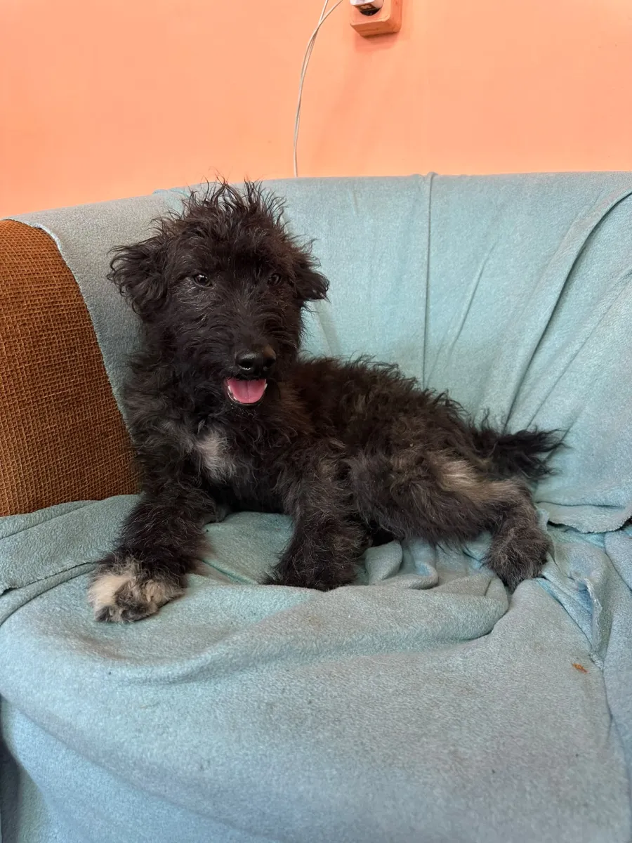 Rambo  Foto 8