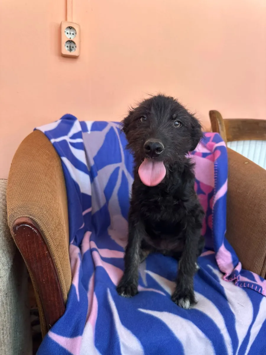 Elana  - Hund zur Adoption