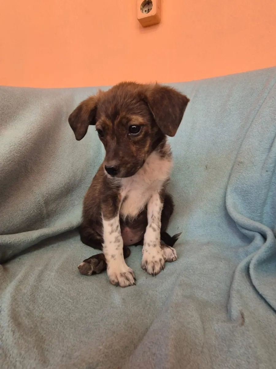 Vaja - Hund zur Adoption
