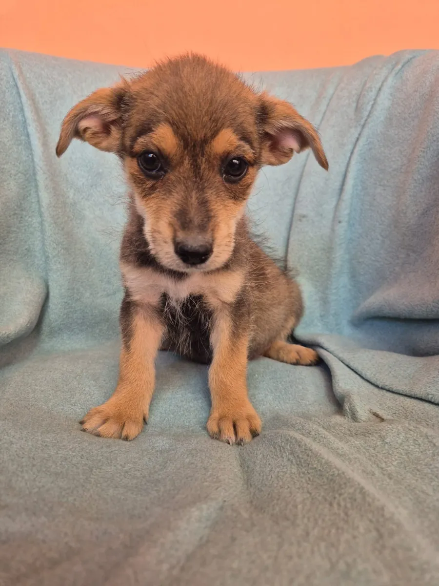 Kimi - Hund zur Adoption