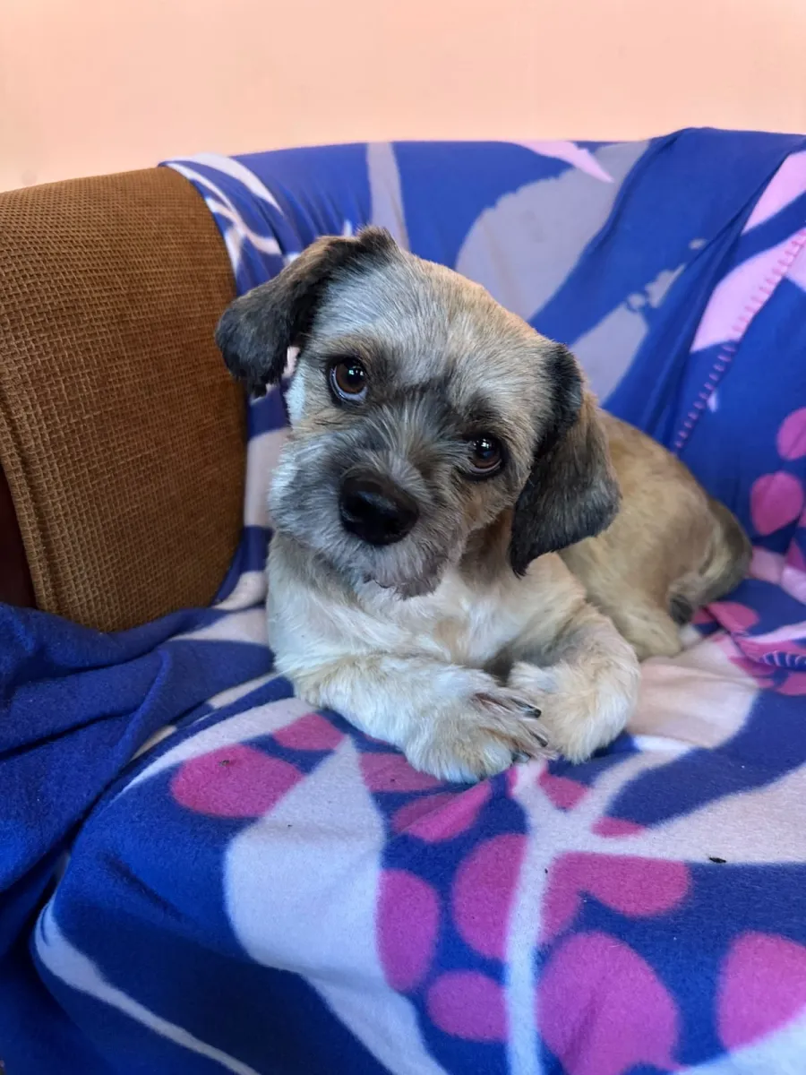 Walker  - Hund zur Adoption