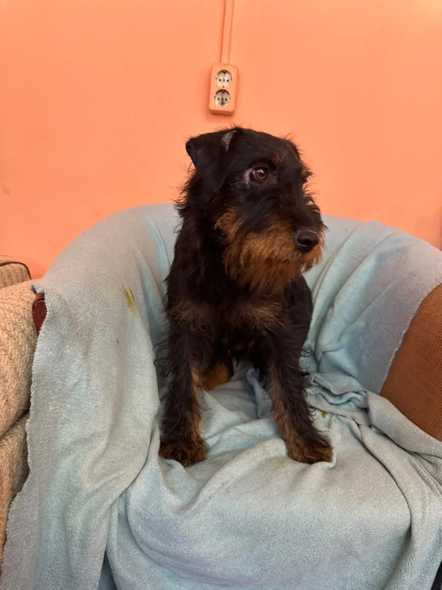 Otis Foto 4