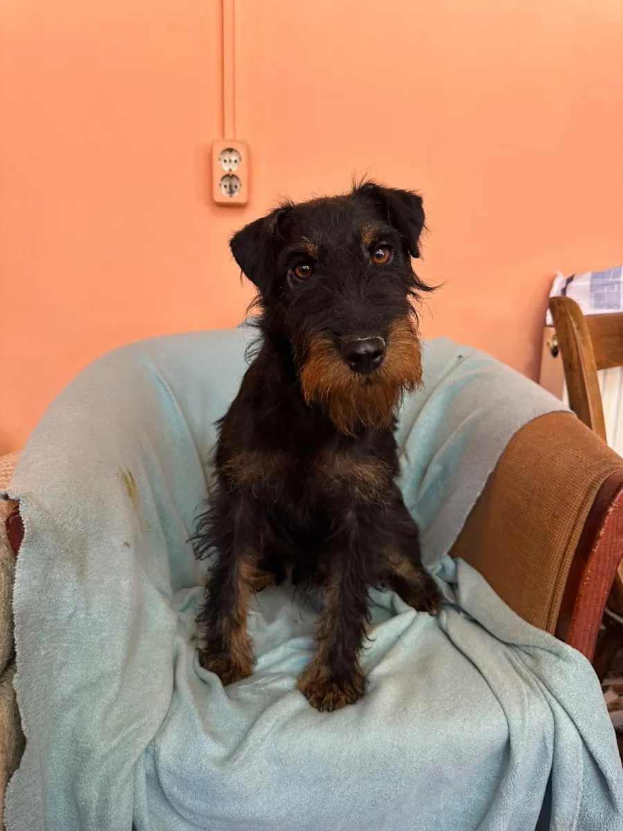 Otis Foto 5