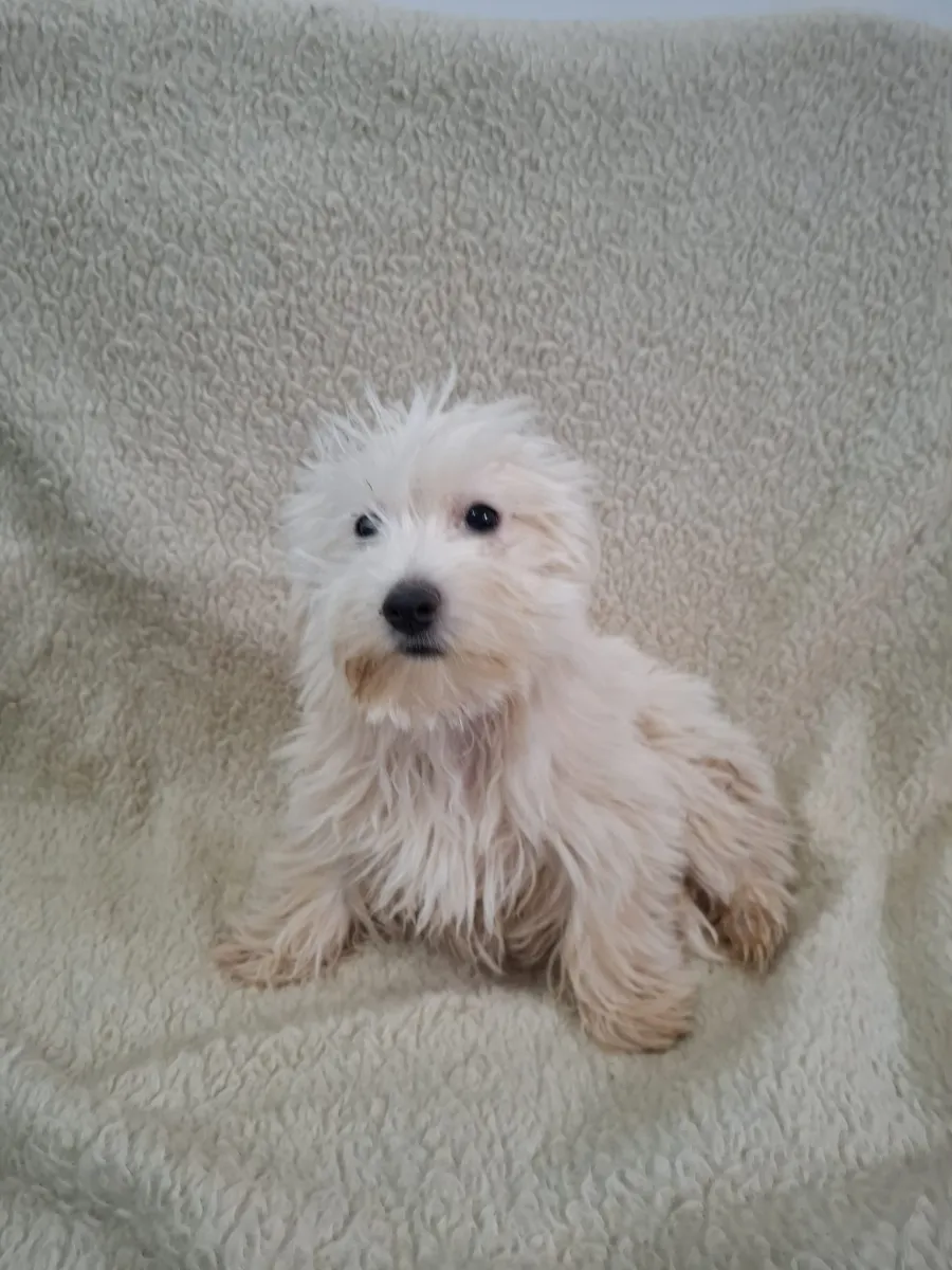 Franco Foto 3