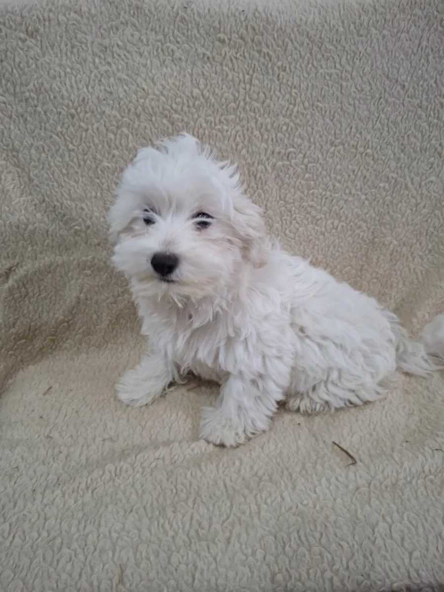 Finn Foto 2