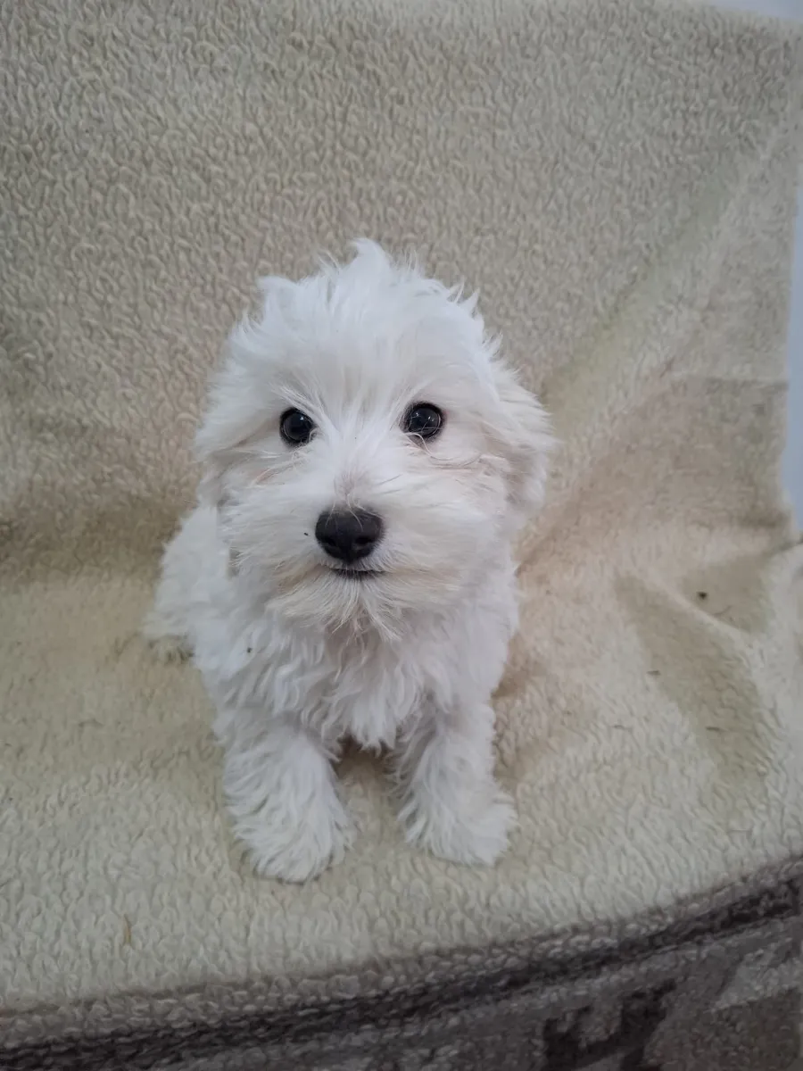 Finn Foto 4