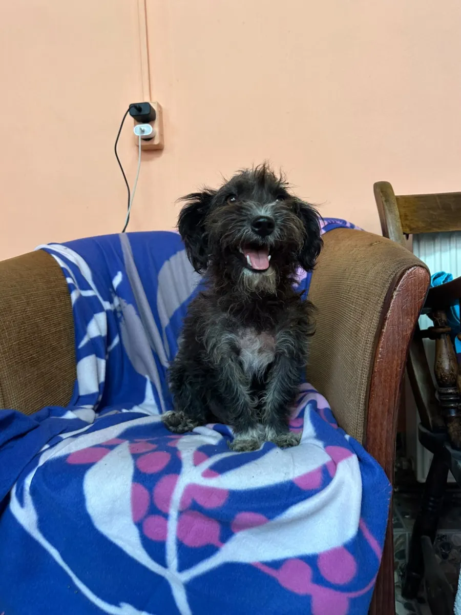 Balu - Hund zur Adoption