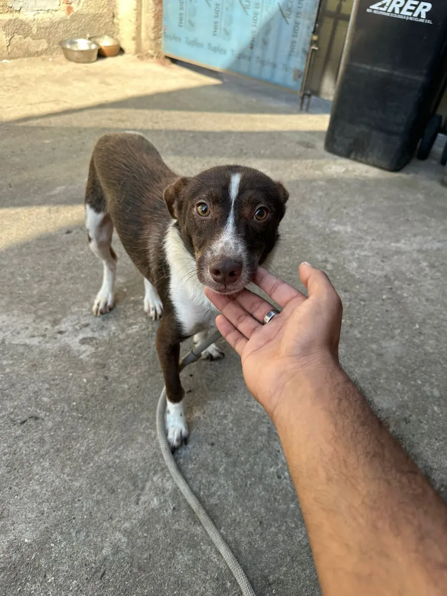 Barney - Hund zur Adoption