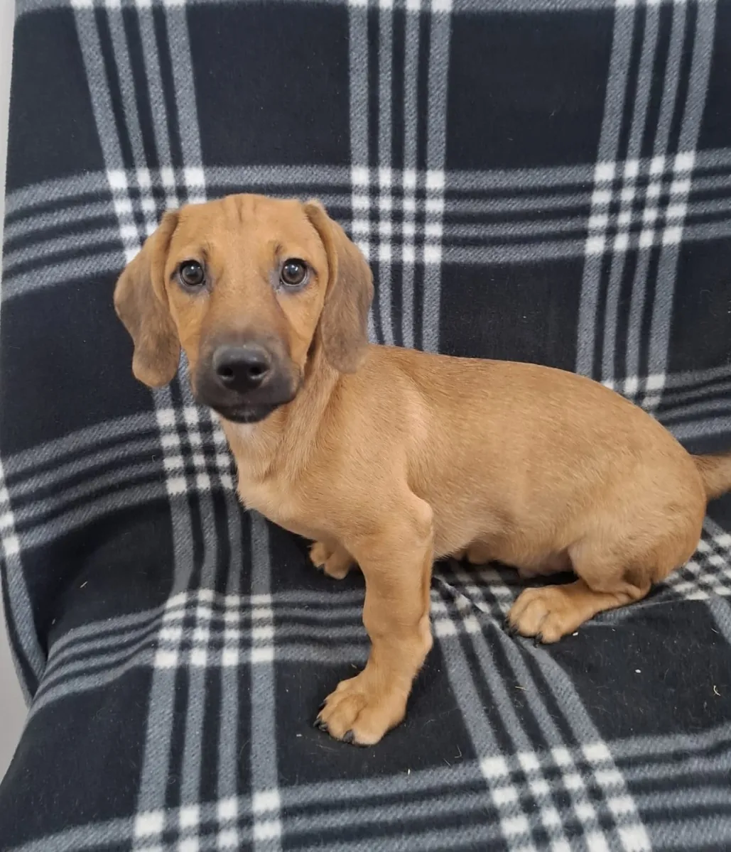 Hugo - Hund zur Adoption