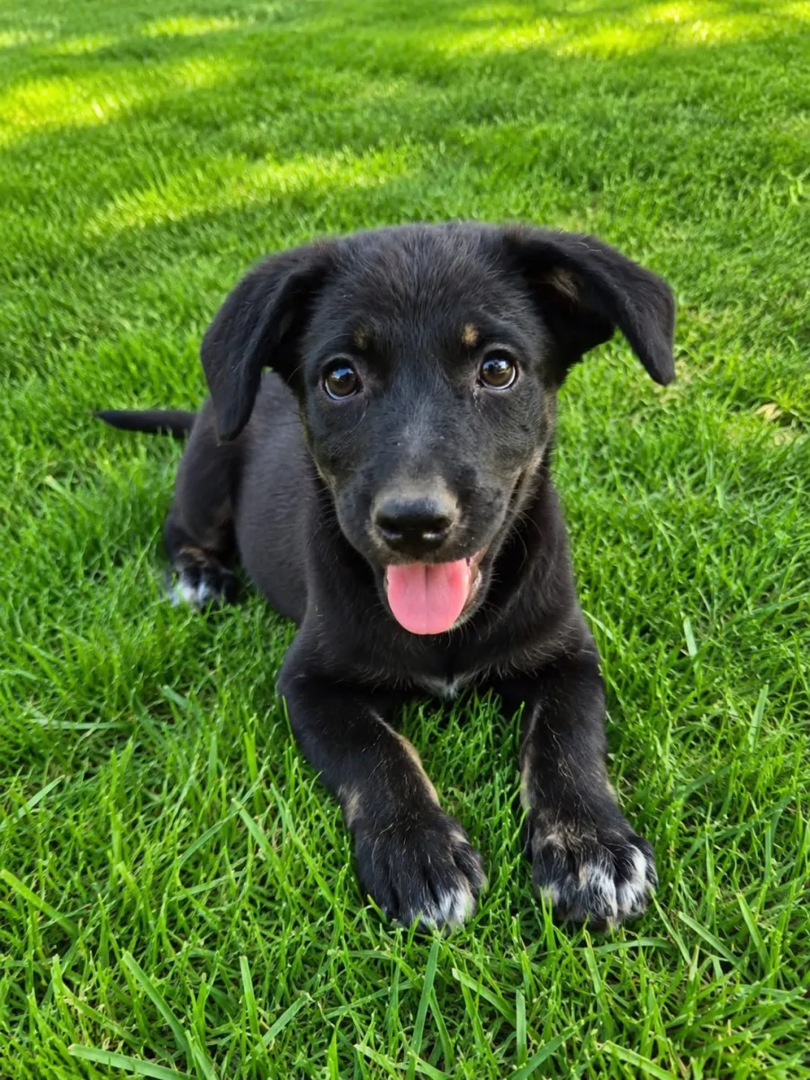 Selma - Hund zur Adoption